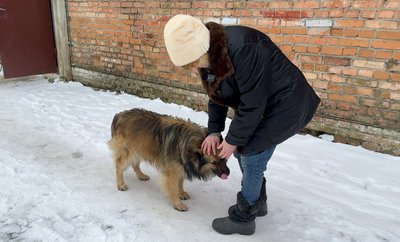 "Тріскають лапи й відмовляють нирки": чим для собак небезпечні морози і як хмельничани захищають їх від холоду