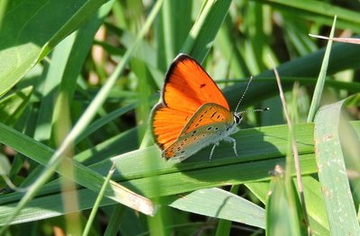 Дукачик непарний (Lycaena dispar). Резолюція 6 Бернської конвенції. Варварівське лісництво Дукачик непарний (Lycaena dispar). Резолюція 6 Бернської конвенції. Варварівське лісництво