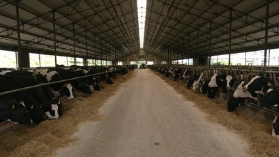 До 60 літрів молока на день: в чому секрет продуктивності корів на Чернігівщині До 60 літрів молока на день: в чому секрет продуктивності корів на Чернігівщині