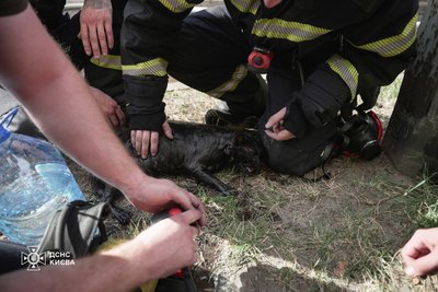 Із пожежі у столичній багатоповерхівці врятували десятьох людей і кота Із пожежі у столичній багатоповерхівці врятували десятьох людей і кота