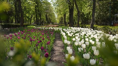 Очікують понад чотири мільйони квітів: у кропивницькому Дендропарку квітнуть тюльпани Очікують понад чотири мільйони квітів: у кропивницькому Дендропарку квітнуть тюльпани