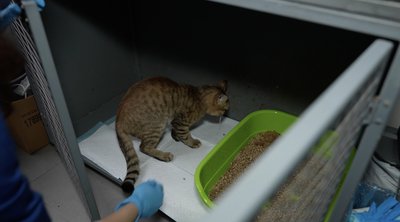 У Черкасах волонтери припинили роботу з відлову та стерилізації котів У Черкасах волонтери припинили роботу з відлову та стерилізації котів
