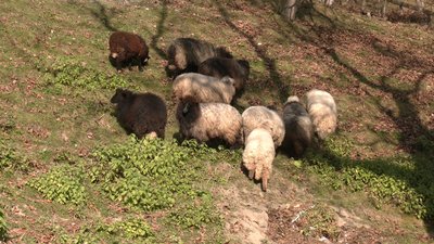 вівці, сир, молоко, Хороцеве вівці, сир, молоко, Хороцеве