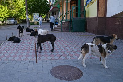 "Не буває неважливого життя". Як у Херсоні з-під обстрілів рятують чотирилапих "Не буває неважливого життя". Як у Херсоні з-під обстрілів рятують чотирилапих