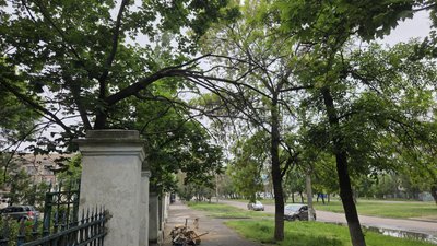 У Миколаєві близько 60 відсотків дерев підлягають знесенню: що відомо та що думають місцеві жителі