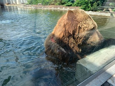 У зоопарку ведмідь плаває у воді У зоопарку ведмідь плаває у воді