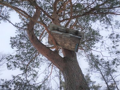 У дровах для школи знайшли борть із трьома кілограмами меду диких бджіл: історія з Олевська У дровах для школи знайшли борть із трьома кілограмами меду диких бджіл: історія з Олевська
