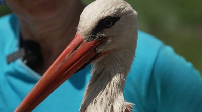 жінка доглядає лелек, тернопільщина, горинка, лелеки жінка доглядає лелек, тернопільщина, горинка, лелеки