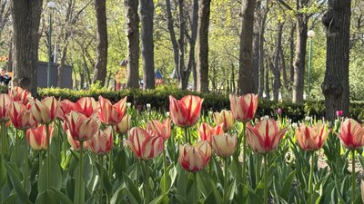 Очікують понад чотири мільйони квітів: у кропивницькому Дендропарку квітнуть тюльпани Очікують понад чотири мільйони квітів: у кропивницькому Дендропарку квітнуть тюльпани