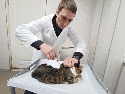 Вакцинація кота від сказу Вакцинація кота від сказу