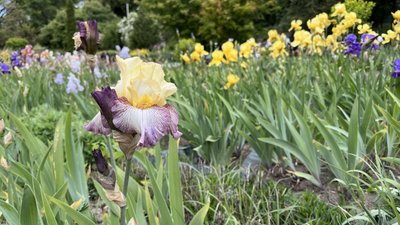 Ботанічний сад у Полтаві: який має вигляд та як відвідати Ботанічний сад у Полтаві: який має вигляд та як відвідати