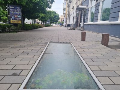 У підземеллі в центрі Житомира проросло дерево через відсутність вентиляції У підземеллі в центрі Житомира проросло дерево через відсутність вентиляції