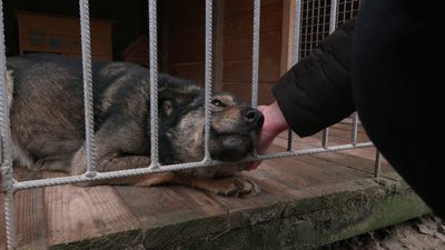 Дві евакуйовані собаки з прифронтових територій живуть в притулку на Рівненщині