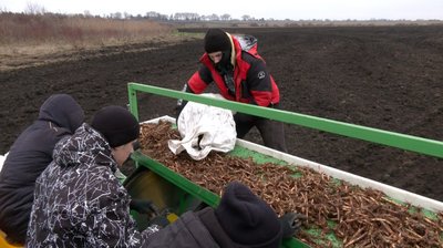 Міскантус згодом можна буде використовувати як паливні пелети Міскантус згодом можна буде використовувати як паливні пелети