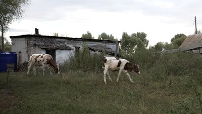 "Нікому ці корови не були потрібні": на Чернігівщині на території центру соцадаптації виявили рештки худоби