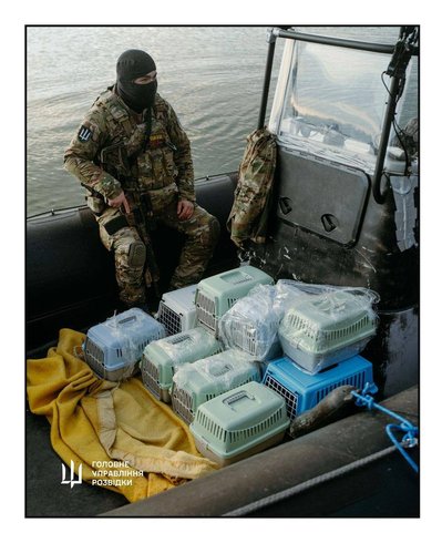 Операція "ГУР-КІТ": з острова Зміїний розвідники евакуювали 15 котиків Операція "ГУР-КІТ": з острова Зміїний розвідники евакуювали 15 котиків