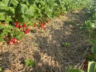 Кущі полуниці Кущі полуниці