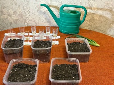 Як правильно виростити розсаду: поради фермерки з Полтавщини Як правильно виростити розсаду: поради фермерки з Полтавщини