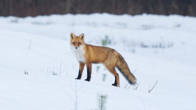 Лисиця