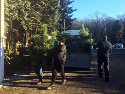 Частіше купують у горщиках: які новорічні дерева обирають волиняни Частіше купують у горщиках: які новорічні дерева обирають волиняни
