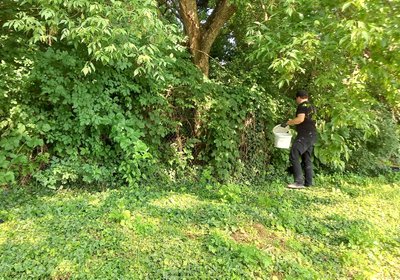 В Ужгороді знищують гризунів В Ужгороді знищують гризунів