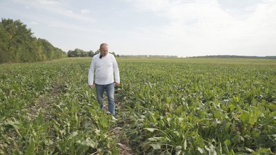 Аграрії Вінниччини очікують зменшення врожаю буряка через похолодання Аграрії Вінниччини очікують зменшення врожаю буряка через похолодання