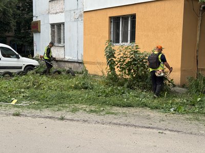 "Весь район буде в будяках": чи косять траву на прибудинкових територіях та у дворах у Полтаві "Весь район буде в будяках": чи косять траву на прибудинкових територіях та у дворах у Полтаві