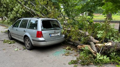 У Полтаві через сильний вітер падають дерева