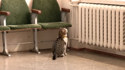 На Черкащині у міській раді "працює" кіт Мурчик На Черкащині у міській раді "працює" кіт Мурчик