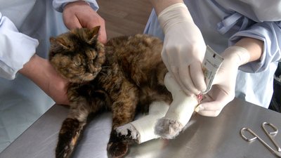 Ветлікарі кішка Матильда тварини Краматорськ Донецька область 5 лютого 2025 рік Ветлікарі кішка Матильда тварини Краматорськ Донецька область 5 лютого 2025 рік
