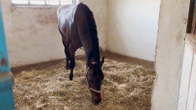 "Ситуація погіршується з кожним днем": на Чернігівщину з прифронтового села Харківщини евакуювали 15 коней "Ситуація погіршується з кожним днем": на Чернігівщину з прифронтового села Харківщини евакуювали 15 коней