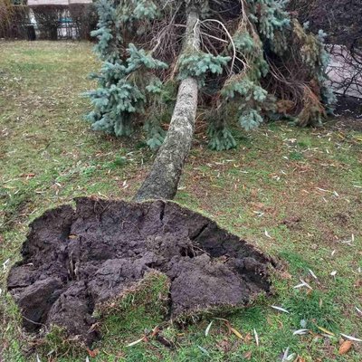Два повністю перекрили рух: у Черкасах від сильного вітру впали кілька дерев Два повністю перекрили рух: у Черкасах від сильного вітру впали кілька дерев