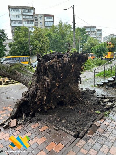 В центрі Житомира через негоду вирвало з корінням дерево, якому було понад пів сотні років В центрі Житомира через негоду вирвало з корінням дерево, якому було понад пів сотні років