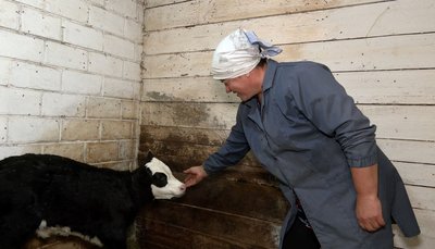 "На кожну маємо паспорт": у Білозір’ї на Черкащині щеплюють від хвороб корів у приватних господарствах "На кожну маємо паспорт": у Білозір’ї на Черкащині щеплюють від хвороб корів у приватних господарствах