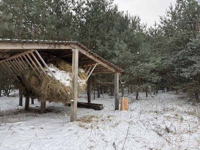 "Не залишаться без їжі": лісівники на Полтавщині підгодовують диких тварин