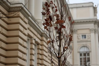 Біля університету загалом буде 10 кленів Біля університету загалом буде 10 кленів