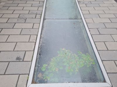 У підземеллі в центрі Житомира проросло дерево через відсутність вентиляції У підземеллі в центрі Житомира проросло дерево через відсутність вентиляції