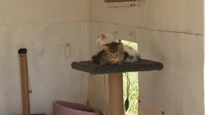 Лікує, вакцинує і шукає родини: кропивничанка створила притулок для котів і собак