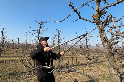 Фермер Микола Ілащук обрізає дерева у власному саду Фермер Микола Ілащук обрізає дерева у власному саду