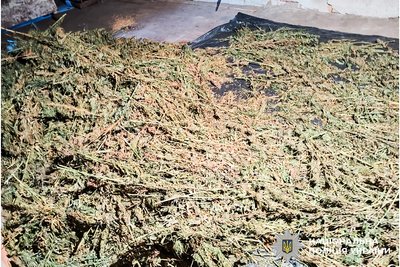Двоє рівнян сушили, а потім продавали канабіс Двоє рівнян сушили, а потім продавали канабіс
