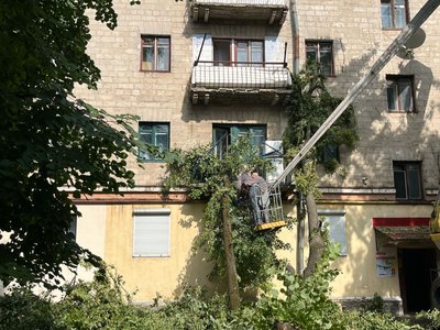 впало дерево, комунальники, замкова, тернопіль впало дерево, комунальники, замкова, тернопіль
