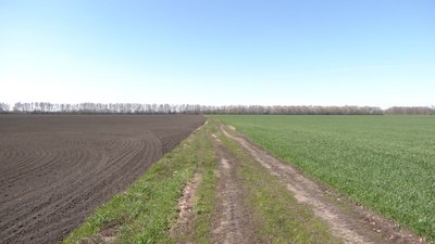 Поле засіяне пшеницею Поле засіяне пшеницею