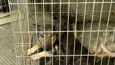 Тварини після пошкодження будівлі ветеринарної лікарні у Краматорську Донецька область 18 червня 2025 рік Тварини після пошкодження будівлі ветеринарної лікарні у Краматорську Донецька область 18 червня 2025 рік