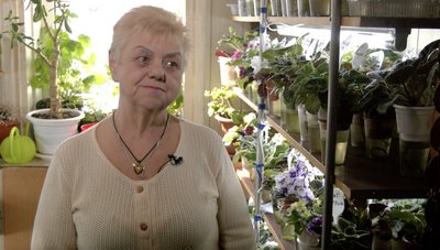 Фіалкова кімната: черкащанка вирощує вдома 70 сортів кімнатних сенполій Фіалкова кімната: черкащанка вирощує вдома 70 сортів кімнатних сенполій