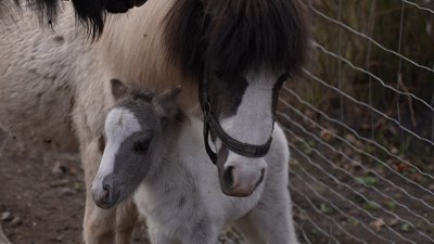 Новонароджене поні з мамою Новонароджене поні з мамою