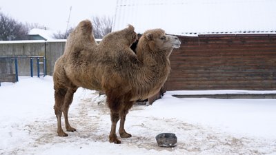 Ведмідь не спить, а рись грається в снігу: як зимують тварини у Менському зоопарку, що на Чернігівщині Ведмідь не спить, а рись грається в снігу: як зимують тварини у Менському зоопарку, що на Чернігівщині