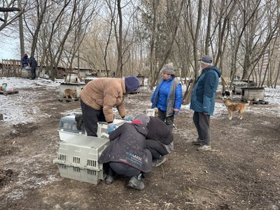 У Сумах прийняли понад 50 собак і котів, евакуйованих із Миропілля У Сумах прийняли понад 50 собак і котів, евакуйованих із Миропілля