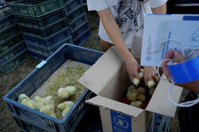 курчата оон малинівка курчата оон малинівка
