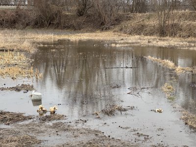 "По коліна води": у Полтаві через дощ і танення снігу затопило приватні будинки, подвір’я та городи "По коліна води": у Полтаві через дощ і танення снігу затопило приватні будинки, подвір’я та городи