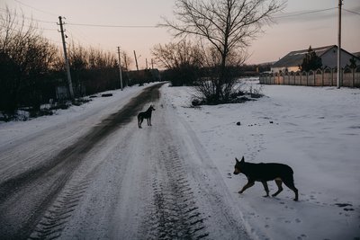 Бродячі собаки на околицях Краматорська на Донеччині Бродячі собаки на околицях Краматорська на Донеччині